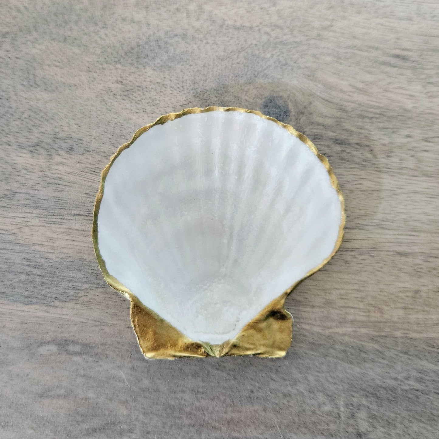 Plain Jane Scallop Shell
